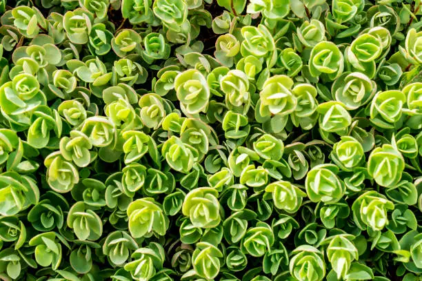Top view of Sedum tetractinum, also known as Coral Reef , a perennial succulent often used as ground cover and in rock gardens. Beautiful, fresh, green background. Selective focus.