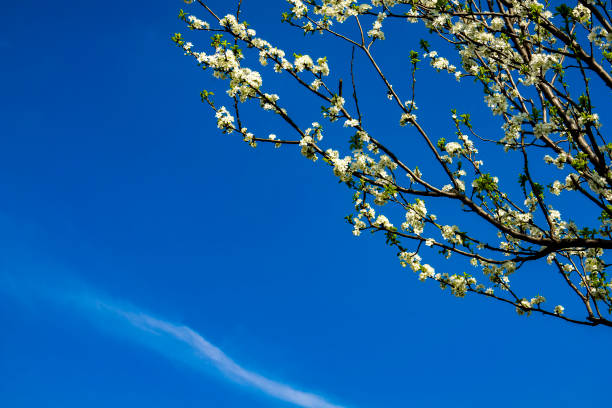 istock Beautiful spring blossoming tree on the blue sky background with empty copy space 1155048174