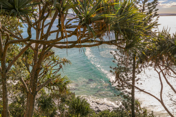 istock Looking through plants and trees to the ocean surf below with bright sun on ocean waves 1155049372