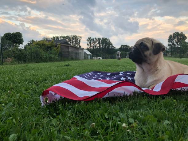carlino con bandiera americana, 4 luglio - dog patriotism flag politics foto e immagini stock
