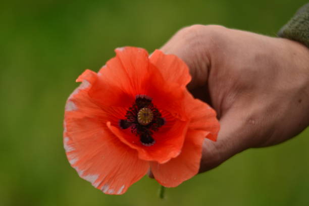 istock Poppy flower 1155050495