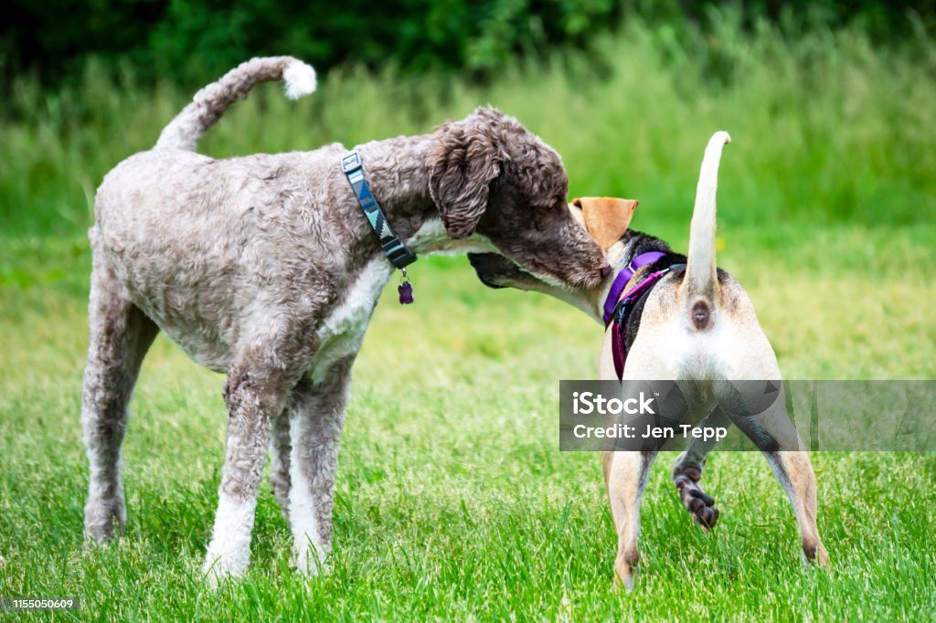 Dogs greeting each other at a dog park. Dog Stock Photo