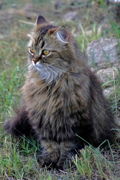 istock fluffy gray cat with bright yellow eyes. Ears fur. A pet 1155051218