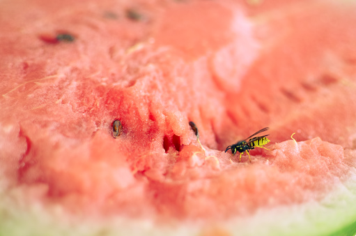 Wasp eats a red cutaway watermelon in nature