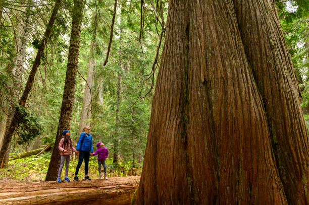 istock Family admiring the huge cedar tree in forest 1155052243