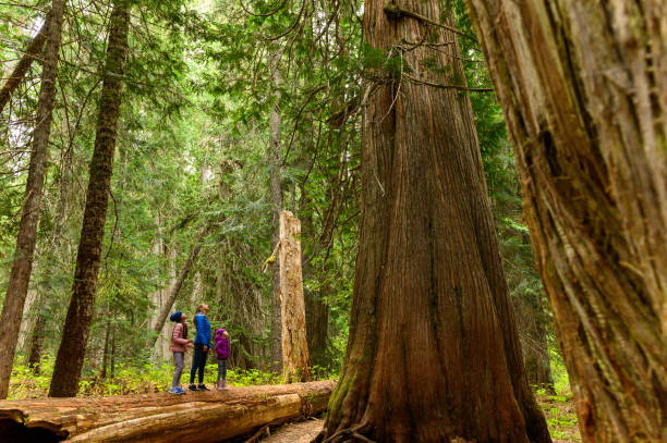 istock Family admiring the ancient cedar tree in forest 1155052244
