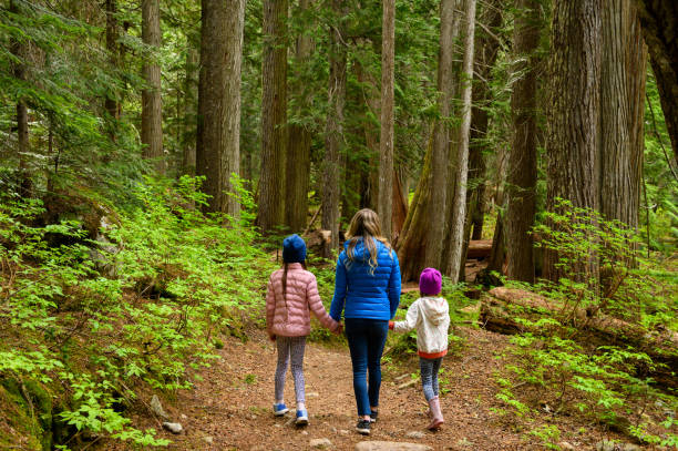 istock Family walking in ancient cedar forest 1155052253