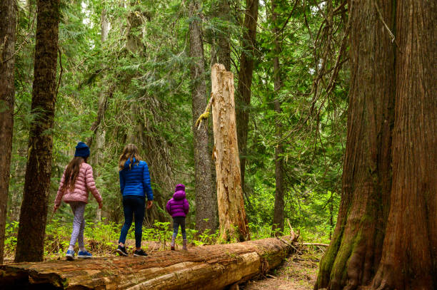 istock Family walking on fallen tree in cedar forest 1155052451