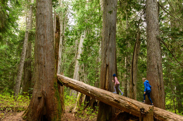 istock Mother and daughter walking on fallen cedar tree 1155052455