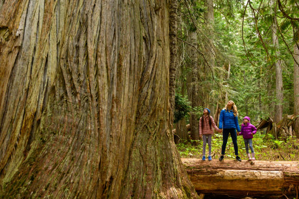 istock Family enjoying the view of huge cedar tree 1155052520