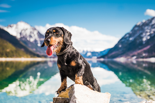 Dog in the Mountains with lake Achensee