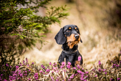 Dachshund in the Nature