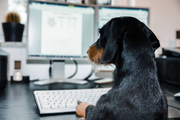 computer dog - dachshund dog stock-fotos und bilder