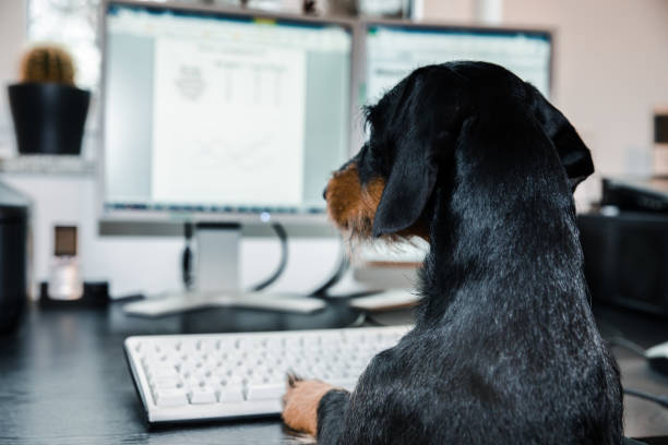 computer dog - dachshund dog fotografías e imágenes de stock