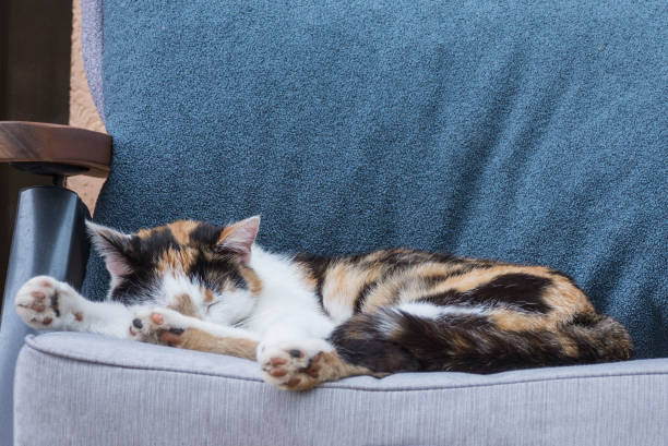 istock Cute cat with red, white and black spots. Sleep pet. 1155055141
