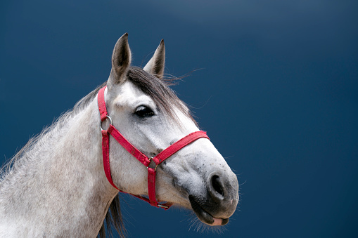 A white horse with a ​blue background