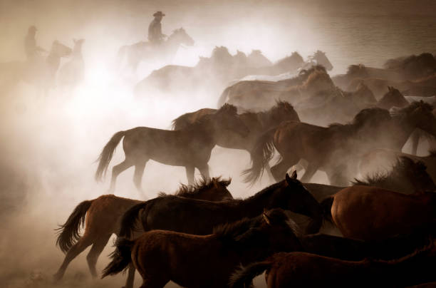 Caballos de running - foto de stock