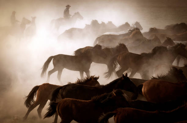 Running Horses Too many horses running away. cowboy photos stock pictures, royalty-free photos & images