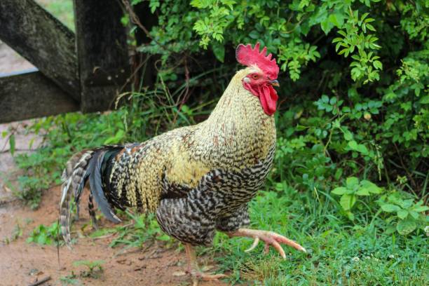 istock Large Beautiful Barred Rock Rooster strutting around his yard 1155057040