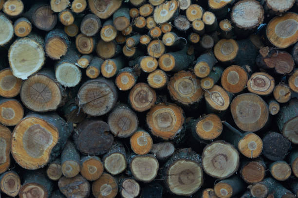 Wood logs of fruit trees cherry, pear, apple closeup. Trimming garden in spring. Preparation of firewood for the winter.