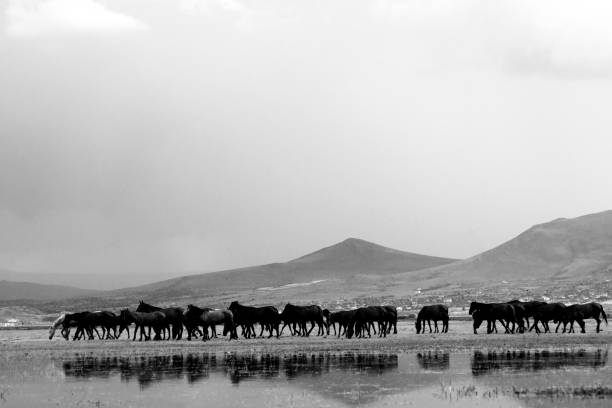 istock Reflection of group of horses 1155057473