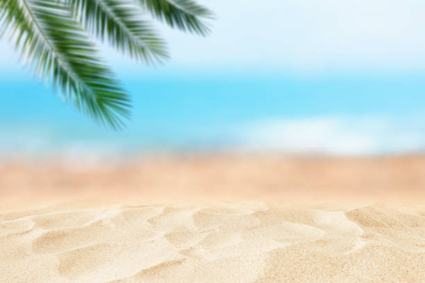 istock Empty sand beach in front of summer sea and palm tree background with copy space 1155058209
