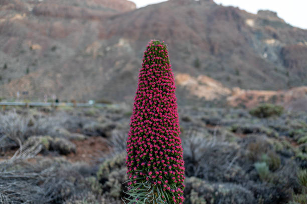 fiori tajinaste nel parco nazionale del teide, tenerife - tenerife spain national park may foto e immagini stock