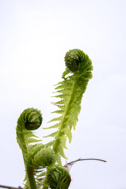 istock young fern buds isolated over white 1155059111
