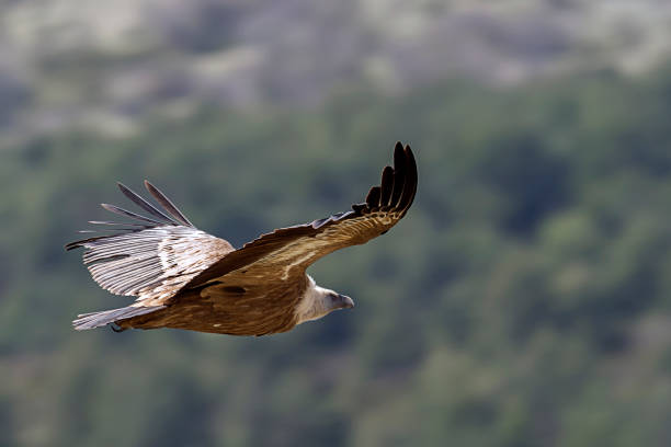 istock Griffon vulture in a free flight above the river 1155059931