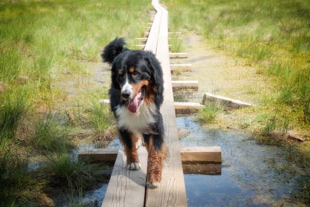 Bog walk with dog in Estonia stock photo