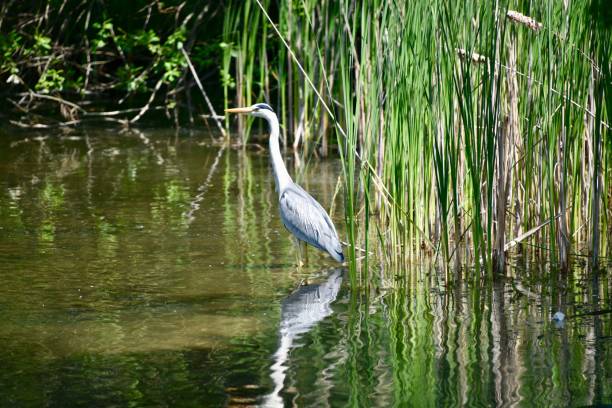 istock Grey Heron in the Grasmoor 1155060755