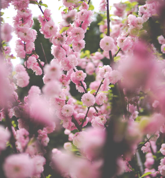 istock pink Prunus triloba flowers 1155060769