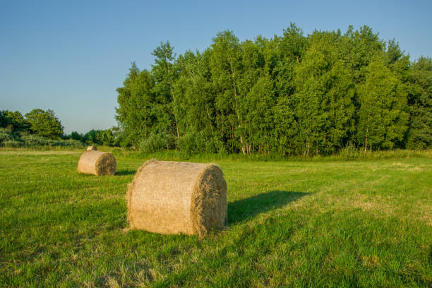 istock Hay bales lying in a meadow, forest and cloudless sky 1155061158