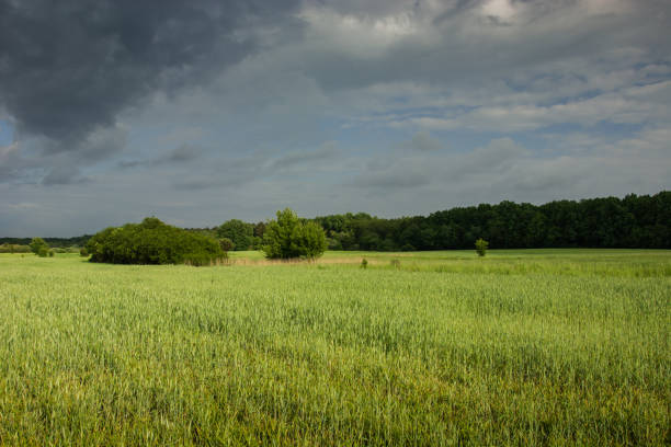 istock Green field with grain, forest and rainy sky 1155061187