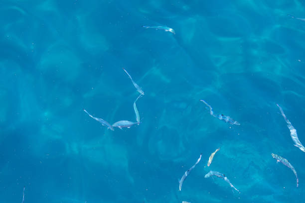 Water Blue Reflection and Fishes