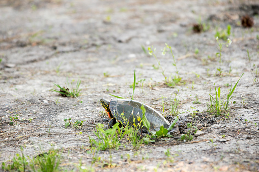 A Painted Turtle digs a hole in the ground, lays her eggs, covers the hole with her back legs and feet. Her job is finished and she returns to the lake. The incubation period for the eggs is 8-10 weeks.