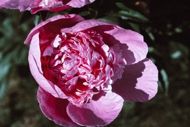 istock Blooming peonies in a flower bed. 1155062014