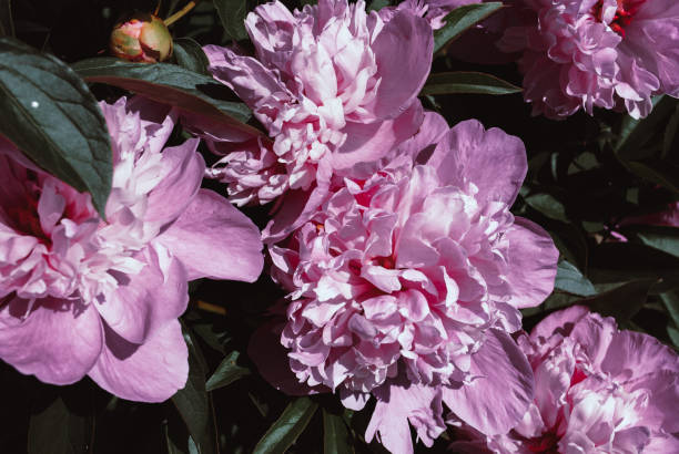 istock Blooming peonies in a flower bed. 1155062046
