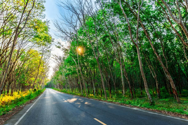 istock Para rubber tree and road way in southern Thailand 1155062907
