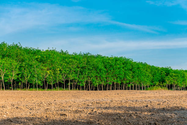istock Para rubber tree, latex rubber plantation and tree rubber 1155063148