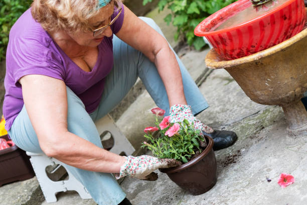 istock Senior woman gardening in back yard 1155064767