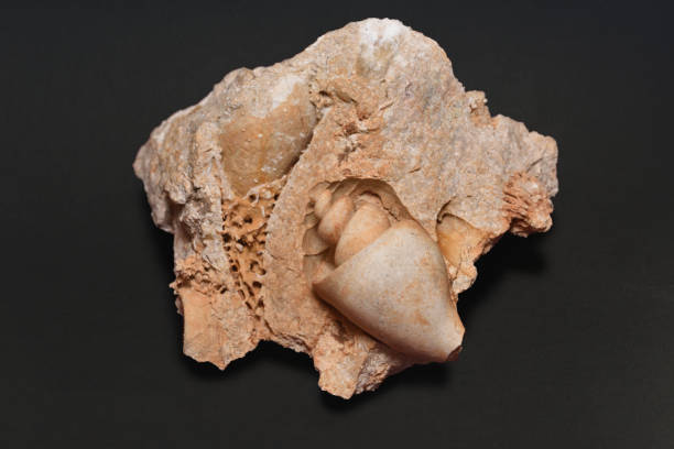istock Fossil of the internal volume of a shell. 1155067984