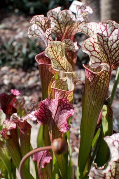 istock Pitcher Plant - Carnivorous Plant 1155069195