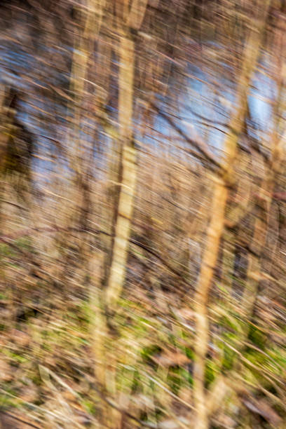 istock old dry vegetation texture in autumn nature 1155069537