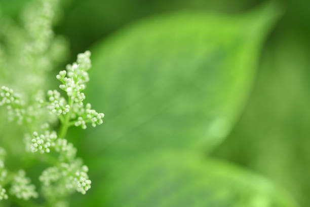 A DSLR close-up photo of a beautiful lilac branch (syringa) on a green background. Shallow depth of field. Space for copy.