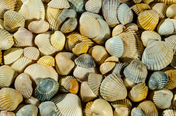 istock Seashell background, lots of different seashells piled together 1155072418