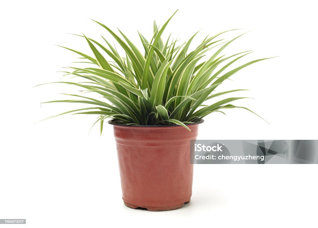 Chlorophytum - evergreen perennial flowering plants in the famil Alternative Medicine Stock Photo