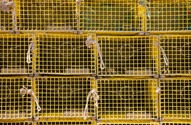 One maryland blue crab pot or trap tied to a piling sitting empty on dock's wooden surface ready for chicken wings, neck, eels to catch Blue Crabs on Maryland's Eastern Shore pier during early morning from low angle view with nobody in sight