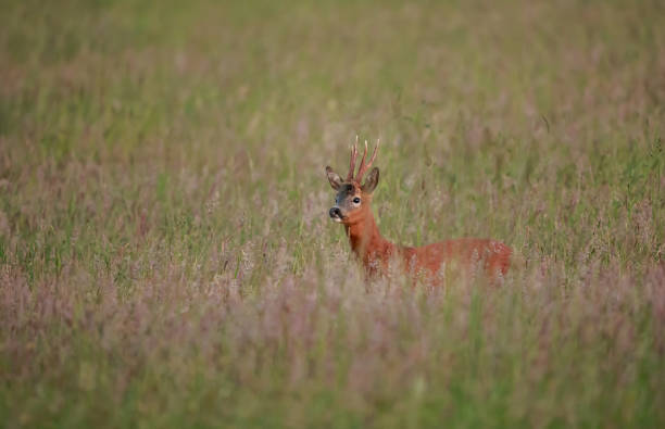 istock The European roe deer 1155076489