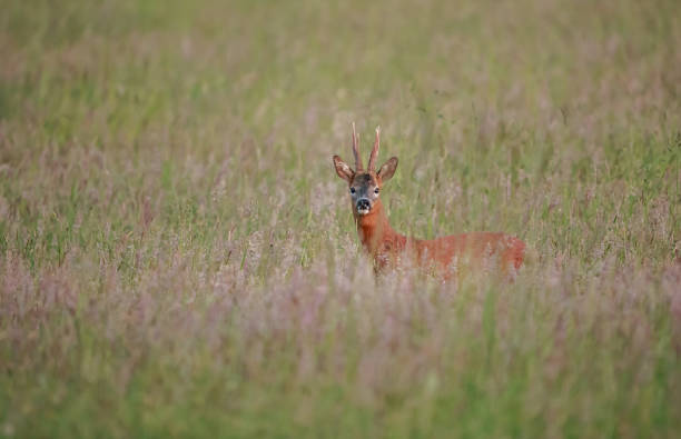 istock The European roe deer 1155076502